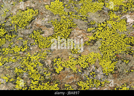 Flechte - lichen 03 Foto Stock