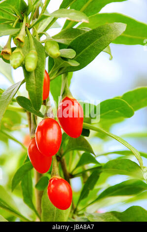 Goji Beere - goji berry 04 Foto Stock