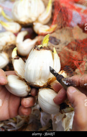 Il taglio di bulbo di narciso da mano umana Foto Stock