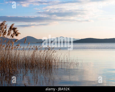 Bullrushes nel Lago di Trasimeno. Il lago è un poco profondo lago fangoso abbondante di pesce Foto Stock