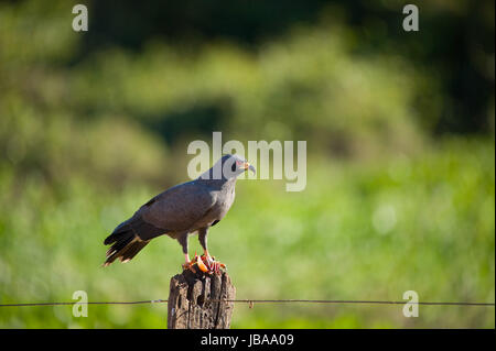 Snail kite seduta sul polo di mangiare un granchio Foto Stock