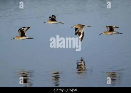 Willets (Tringa semipalmata) volare al di sopra dell'acqua Foto Stock