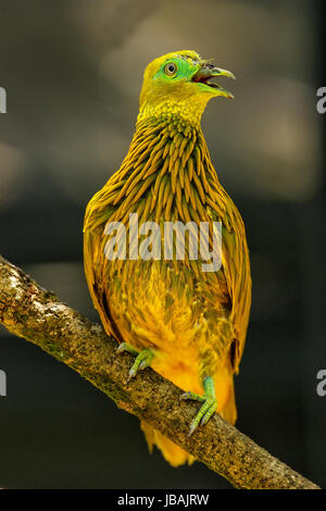 Colomba d'oro (Ptilinopus luteovirens) seduto su un albero, isola di Viti Levu, Fiji. Frutto d'oro colomba è endemica di foreste di Viti Levu e altri Fijian Foto Stock