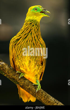 Colomba d'oro (Ptilinopus luteovirens) seduto su un albero, isola di Viti Levu, Fiji. Frutto d'oro colomba è endemica di foreste di Viti Levu e altri Fijian Foto Stock