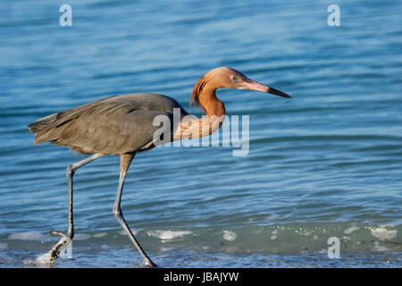 Reddish garzetta (Egretta rufescens) camminando lungo la riva del mare Foto Stock