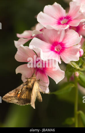 Spostamento rapido falena migratori argento Y o Autographa gamma di alimentazione a farfalla sulla rosa Phlox fiori in estate Foto Stock
