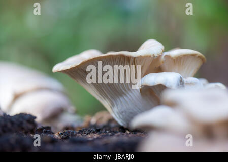 Un bosco di funghi orecchioni cresce su un decadimento Poplar Tree Stump. Foto Stock