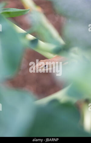 Un Anole verde (Anolis carolinensis) cerca di nascondersi nei broccoli in un orto suburbano. Foto Stock