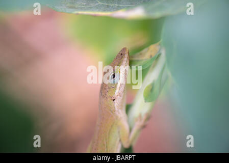 Un anodo verde (Anolis carolinensis) si attacca ad uno stelo di una pianta di broccoli. Foto Stock