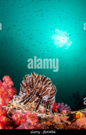 Crinoide o fether star in fiore circondati da una scolarizzazione pesce in acqua cristallina Foto Stock