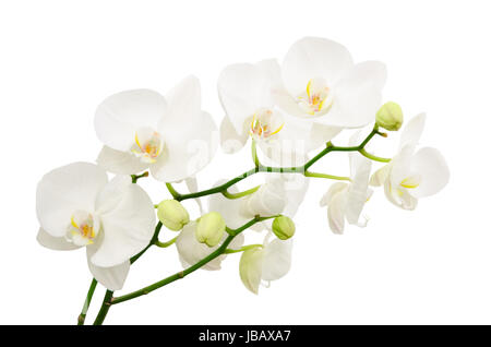 Lunghi rami del delicato bouquet di fiori di orchidea bianchi isolato Foto Stock