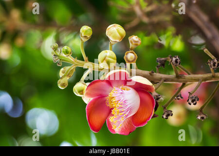 Shorea robusta o Cannonball fiore dalla struttura ad albero Foto Stock