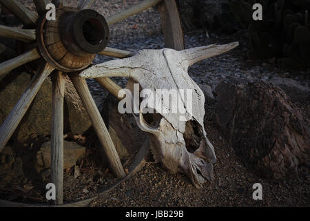 Vecchia mucca bianco cranio puntellato in un giardino sulla ruota di un carro in condizioni di scarsa illuminazione serale con sfondo scuro adatto per la copia. Foto Stock