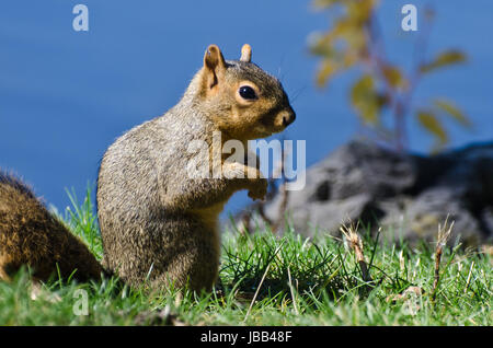 Carino piccolo scoiattolo in piedi in erba Foto Stock