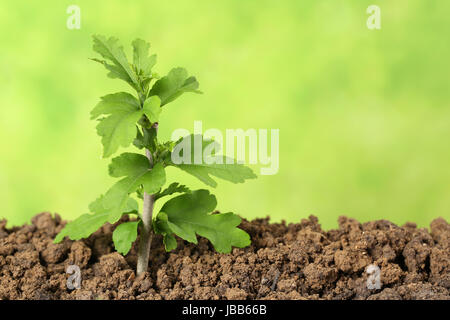 Ein junger Baum wächst aus der Erde in einem Garten Foto Stock