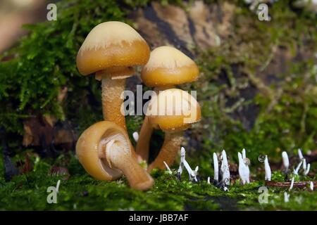 Comune spugna appiccicosa / wicked nameko Foto Stock