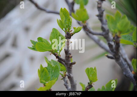 Giovani feedback - Spagna Foto Stock