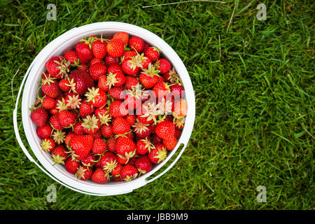 Benna di fragole appena raccolte ripresa dall'alto su erba verde esterno con spazio di copia Foto Stock