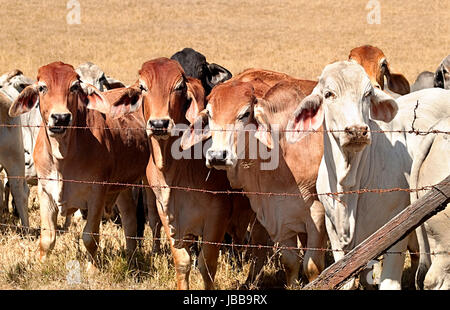 Linea di vacche allineati lungo un vecchio barb recinto di filo sulle carni bovine ranch di bestiame in Australia rurale Foto Stock