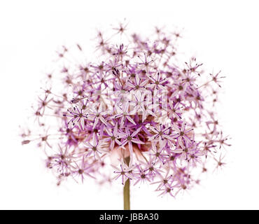 Rosa e viola fioritura onion flower isolati su sfondo bianco Foto Stock