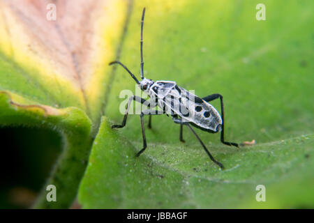 Il bianco e il nero lygaeoidea sopra una foglia Foto Stock