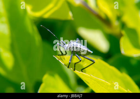 Il bianco e il nero lygaeoidea sopra una foglia Foto Stock