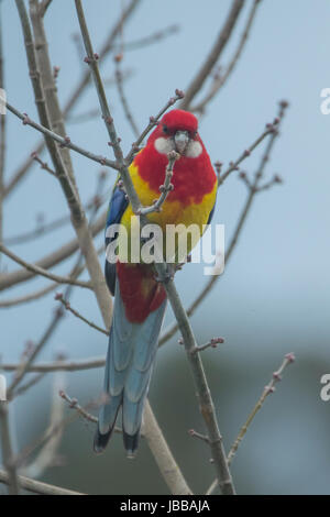 Eastern Rosella, Platycercus eximius in Doreen, Victoria, Australia Foto Stock