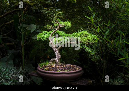 Piccolo albero di bonsai in allegato Foto Stock