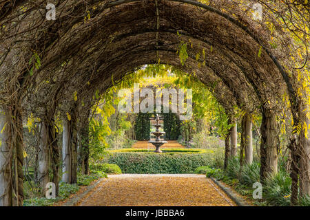 Pergolato di glicine, Alowyn Gardens, Yarra Glen, Victoria, Australia Foto Stock