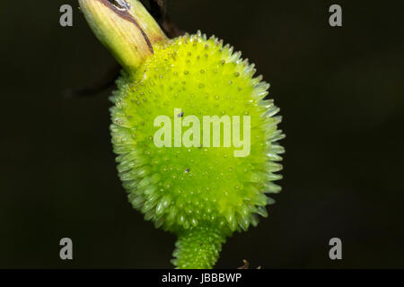 Esotica frutta verde in una struttura ad albero Foto Stock