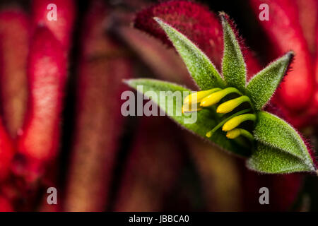 Stame giallo su verde e rosso selvaggio fiore Foto Stock