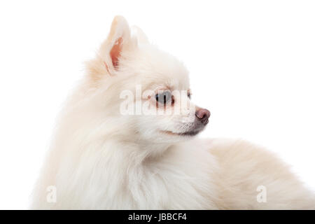 Pomerania bianco cercando un altro lato Foto Stock