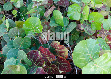 Tropical rosso verde giallo mare arbusto di uva visto crescere al di fuori in natura durante il giorno in Florida. Foto Stock