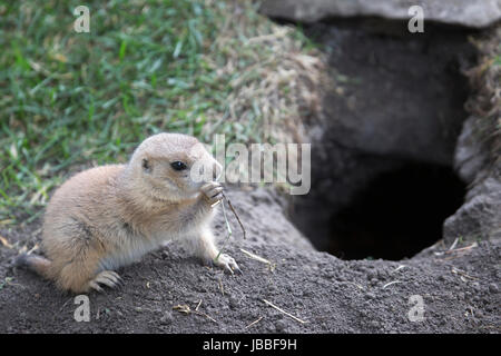 Baby Black-Tailed Prairie Dog (Cynomys ludovicianus) mangiare erba in ingresso al burrow Foto Stock