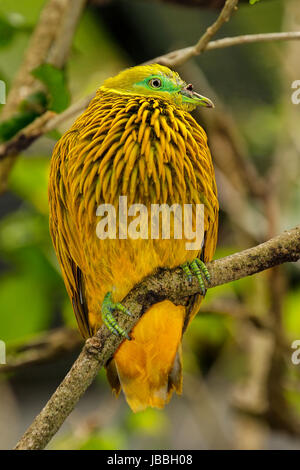 Colomba d'oro (Ptilinopus luteovirens) seduto su un albero, isola di Viti Levu, Fiji. Frutto d'oro colomba è endemica di foreste di Viti Levu e altri Fijian Foto Stock