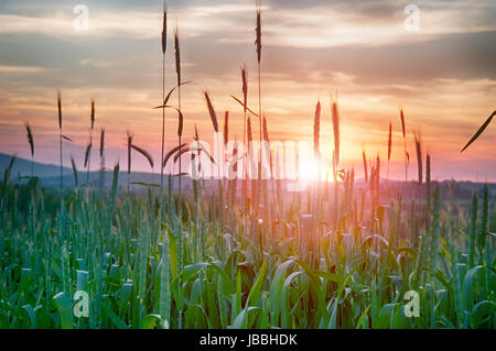 Campo di grano contro un tramonto Foto Stock
