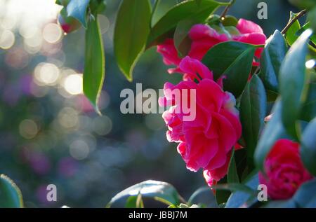 Kamelie - japanese camellia 03 Foto Stock