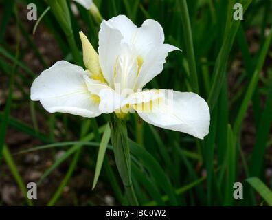 Iris swirl bianca siberiana iris iris sibirica fiore bianco Foto Stock