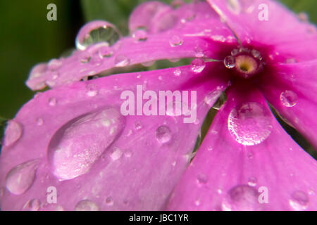 Po' rosa pervinca bagnate dopo la pioggia Foto Stock