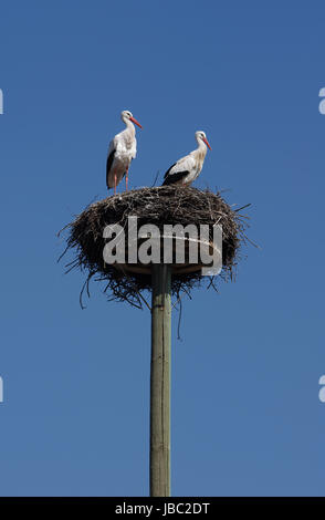 Weißstorchpaar in ihrem 'Horst' Foto Stock