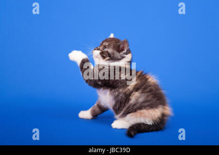 Tricolore scozzese gatto di razza pura è seduta su sfondo blu Foto Stock