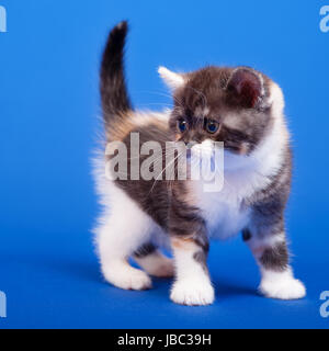 Tricolore scozzese gatto di razza pura è seduta su sfondo blu Foto Stock