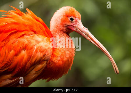 Ritratto di Scarlet Ibis (Eudocimus ruber) Foto Stock