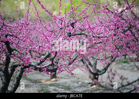 Susino in fiore rosa - Spagna Foto Stock