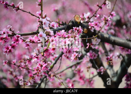 Susino in fiore rosa - Spagna Foto Stock