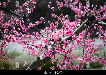 Susino in fiore rosa - Spagna Foto Stock