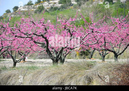 Susino in fiore rosa - Spagna Foto Stock