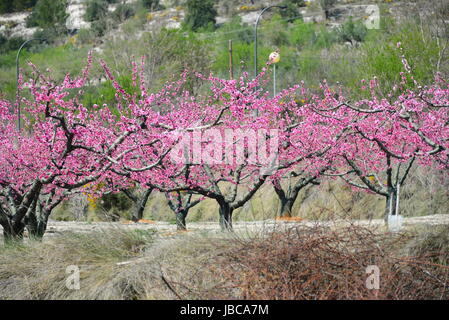 Susino in fiore rosa - Spagna Foto Stock