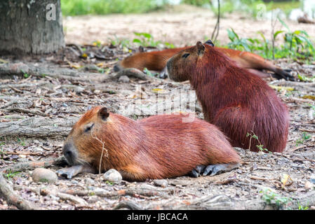 Vista di tre Capybaras, il roditore più grande del mondo in Colombia Foto Stock