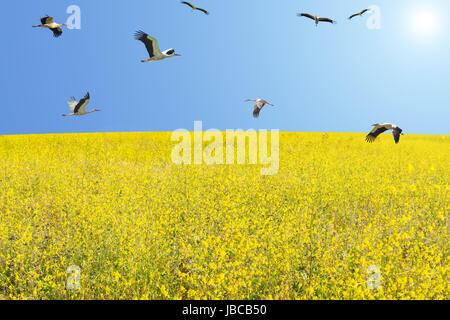 Stormo di cicogne bianche la migrazione a molla sopra il prato fiorito contro il cielo blu chiaro Foto Stock